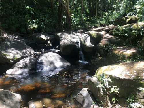 A serene forest scene featuring a small waterfall cascading over rocks into a tranquil pool surrounded by lush greenery.