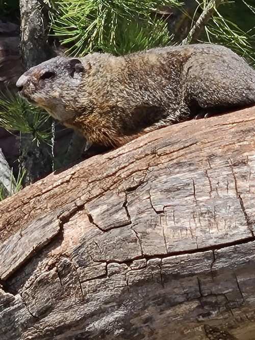 A close-up of a groundhog resting on a weathered log, surrounded by greenery.