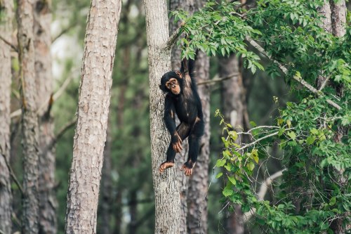A young chimpanzee hangs from a tree branch in a forest, surrounded by green leaves and tall trees.