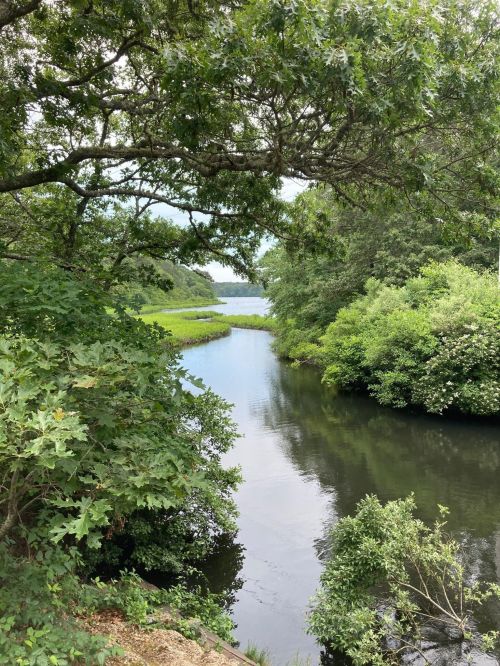 A serene river winding through lush greenery, framed by trees and bushes under a cloudy sky.