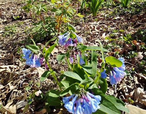 A cluster of bluebell flowers surrounded by green leaves and dry leaves on the ground.