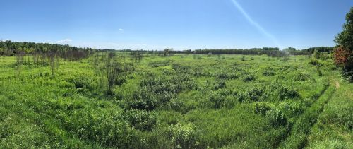A panoramic view of a lush green field under a clear blue sky, with scattered trees in the background.