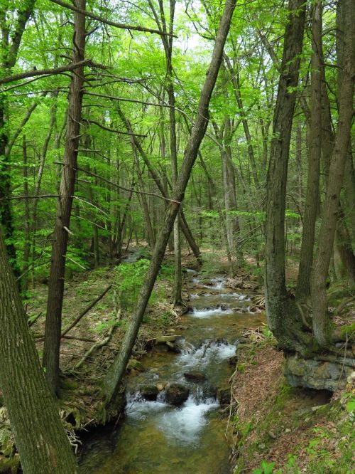 A serene forest scene with a flowing creek surrounded by lush green trees and rocky banks.