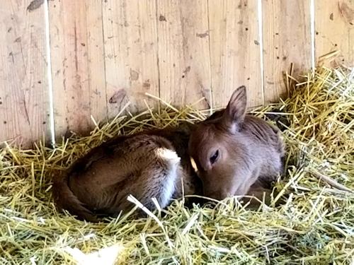 A small, curled-up fawn resting on a bed of straw in a wooden barn.