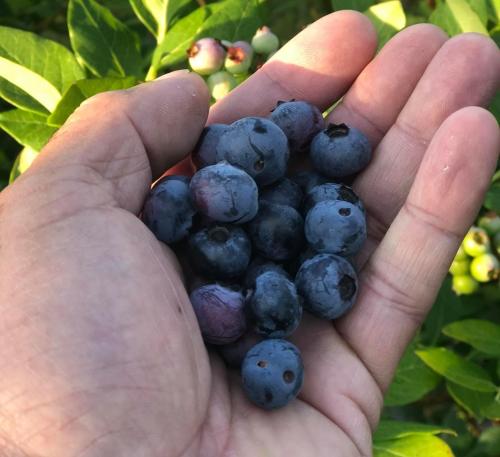 A hand holding a handful of fresh, ripe blueberries against a backdrop of green leaves.
