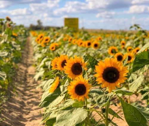 A vibrant field of sunflowers under a blue sky with fluffy clouds, stretching into the distance.