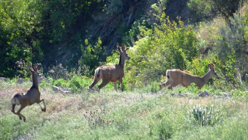 Three deer running through a lush green landscape with trees and shrubs in the background.