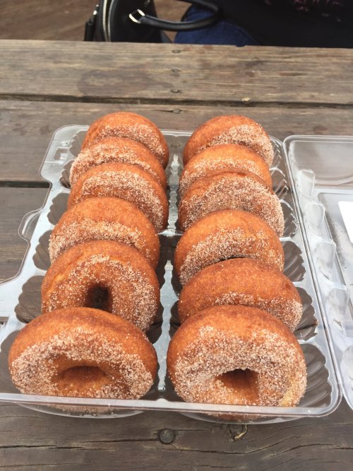 A clear plastic container filled with freshly baked cinnamon sugar donuts arranged in two rows.