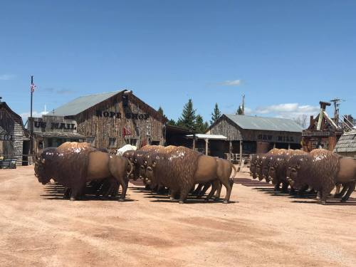 A herd of life-sized bison statues in front of rustic buildings on a dirt path under a clear blue sky.