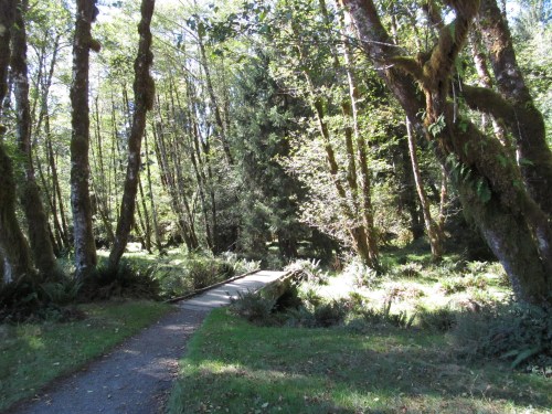 A serene forest path leads to a wooden bridge surrounded by lush greenery and tall trees.