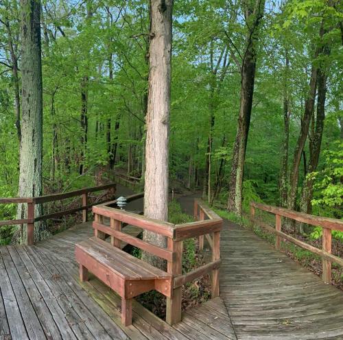 A wooden bench on a path surrounded by lush green trees in a serene forest setting.