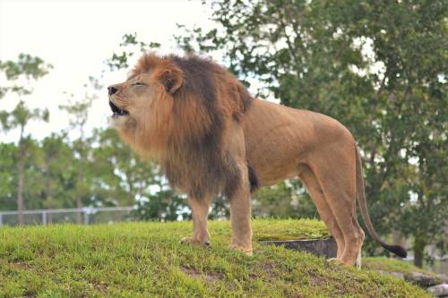 A majestic lion stands on a grassy mound, roaring with a lush green background of trees.
