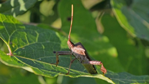 A close-up of a brown insect with a long antenna, perched on a green leaf in natural sunlight.