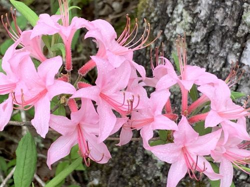 A cluster of delicate pink flowers with raindrops, set against a blurred natural background.