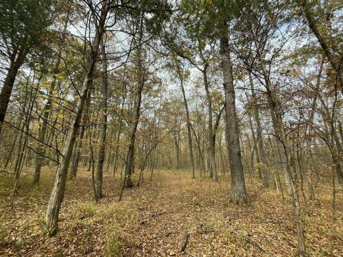 A serene forest path surrounded by tall trees and fallen leaves, showcasing autumn colors and a peaceful atmosphere.