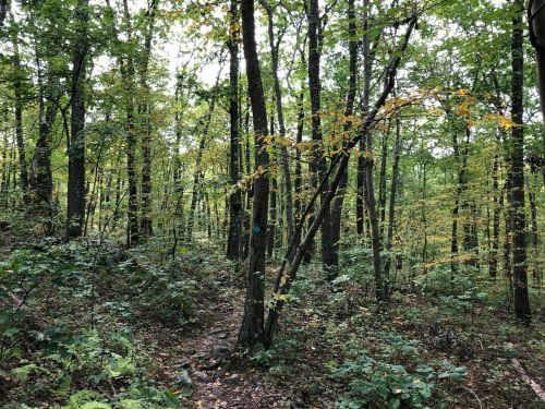 A lush forest scene with tall trees, green foliage, and a winding path through the underbrush.