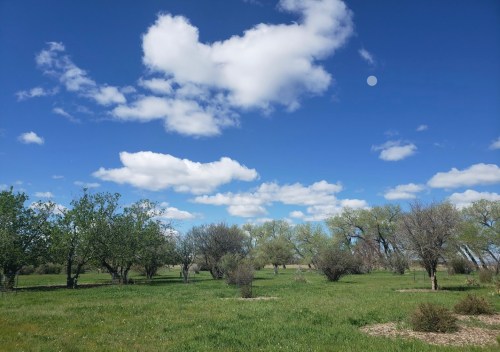 A grassy field with scattered trees under a bright blue sky filled with fluffy white clouds.