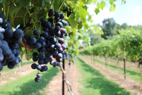 Bunches of dark grapes hanging from vines in a lush vineyard with green leaves and rows of grape plants in the background.