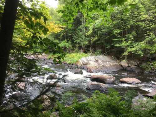 A serene river flows through a lush green forest, with rocks and gentle rapids visible among the trees.