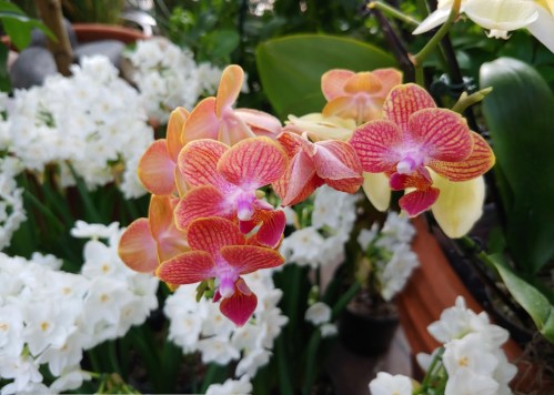 A cluster of vibrant orange and pink orchids in a lush garden, surrounded by white flowers and green foliage.