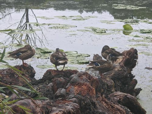 Five ducks perched on a log by a pond, surrounded by lily pads and calm water.