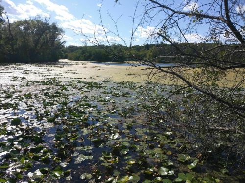 A serene lake scene with lily pads, surrounded by trees and blue sky, reflecting the calm water.