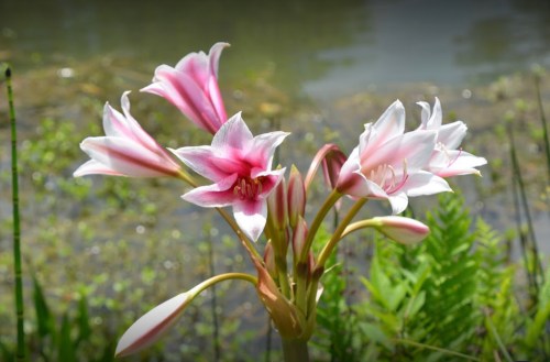 A cluster of pink and white flowers blooming near a calm body of water, surrounded by green foliage.