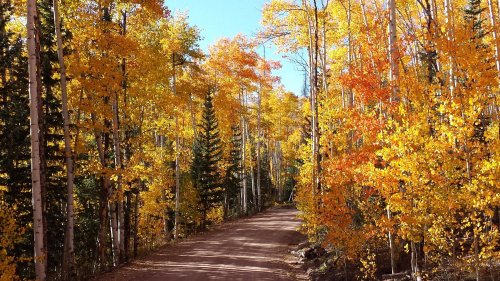 A dirt road surrounded by vibrant autumn trees with orange and yellow leaves under a clear blue sky.