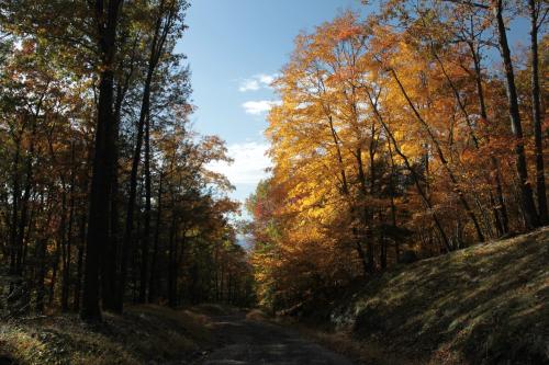 A serene forest path lined with vibrant autumn trees, showcasing shades of orange and yellow under a clear blue sky.