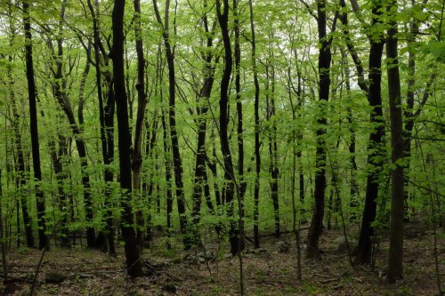 Lush green forest with tall trees and vibrant leaves, creating a serene and tranquil natural environment.