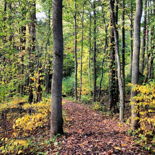 A serene forest path lined with trees, featuring vibrant green leaves and scattered yellow autumn foliage.
