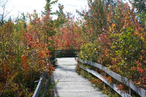 A wooden boardwalk winds through vibrant autumn foliage with colorful leaves in a serene natural setting.