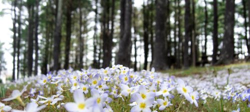 A field of small purple and white flowers in focus, with a blurred forest of tall trees in the background.