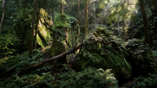 Lush green forest with towering moss-covered rocks and sunlight filtering through the trees, creating a serene atmosphere.