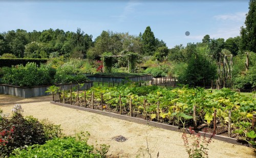 A lush garden with rows of green plants, surrounded by trees and a clear blue sky.