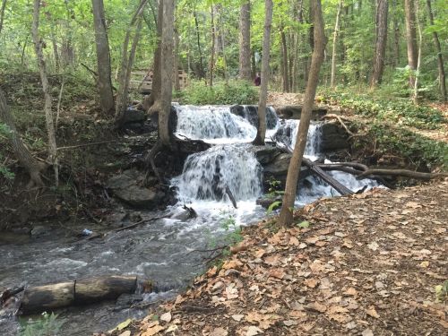 A serene forest scene featuring a small waterfall cascading over rocks, surrounded by trees and fallen leaves.