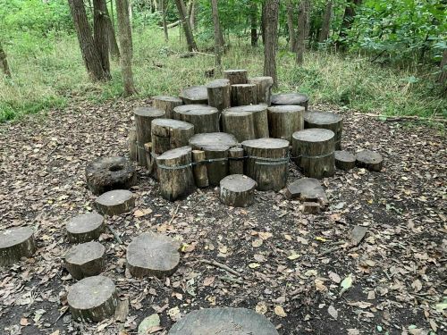 A circular arrangement of tree stumps in a wooded area, surrounded by grass and fallen leaves.