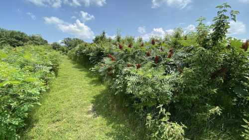 A sunny path through lush greenery and vibrant red sumac plants under a blue sky with scattered clouds.