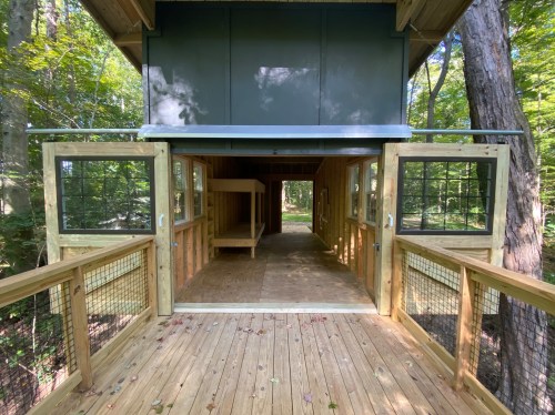 A wooden deck leads to an open treehouse with large windows, surrounded by trees and natural light.