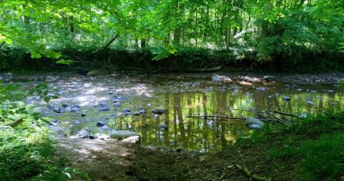 A serene forest scene featuring a calm stream with rocks, surrounded by lush green trees and foliage.