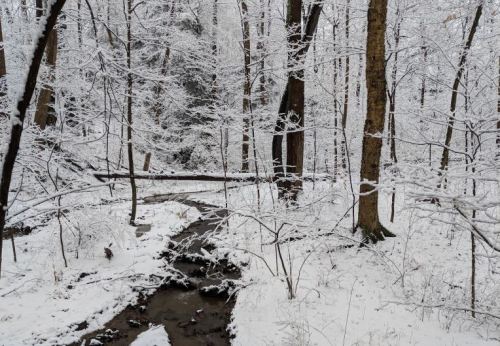A serene winter scene with a snow-covered forest and a small stream flowing through the landscape.