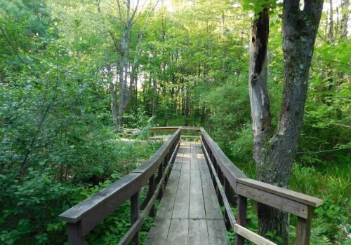 A wooden walkway leads through a lush green forest, surrounded by trees and dense foliage.
