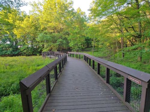 A wooden boardwalk winding through a lush green forest with trees and sunlight filtering through the leaves.
