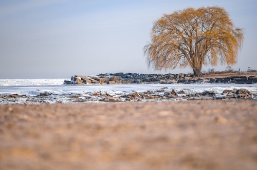 A solitary willow tree stands by a frozen shoreline, with rocky outcrops and a calm, icy lake in the background.