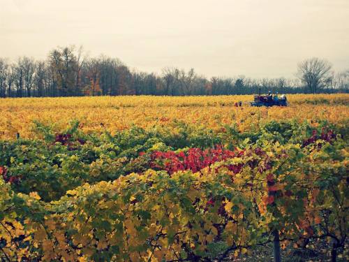 A vineyard in autumn, with vibrant yellow and red leaves, and a tractor working in the distance under a cloudy sky.