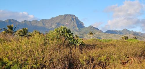 Lush green vegetation in the foreground with a mountainous landscape and blue sky in the background.