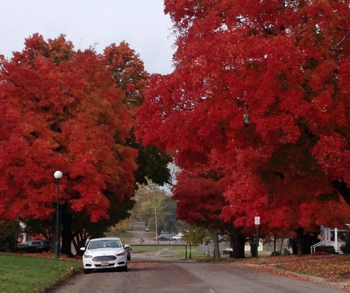 A white car drives down a tree-lined street with vibrant red and orange autumn foliage.
