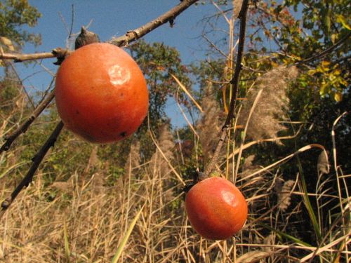 Two ripe orange persimmons hanging from a branch, surrounded by dry grass and trees under a clear blue sky.