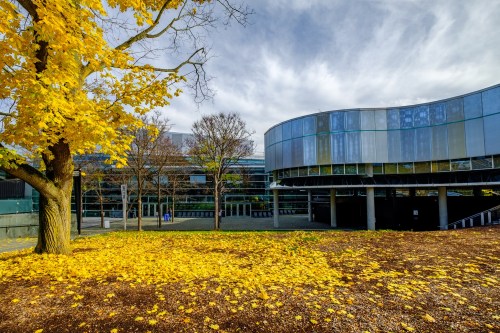 A modern building with large glass windows, surrounded by vibrant yellow autumn leaves and a cloudy sky.