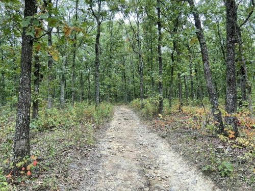 A rocky path winds through a lush green forest with tall trees and scattered autumn foliage.